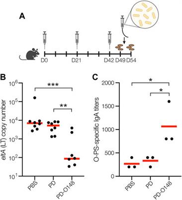A low-cost recombinant glycoconjugate vaccine confers immunogenicity and protection against enterotoxigenic Escherichia coli infections in mice